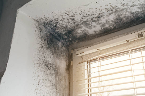 Affordable Mold Inspection And Testing solutions in Oxford, MI